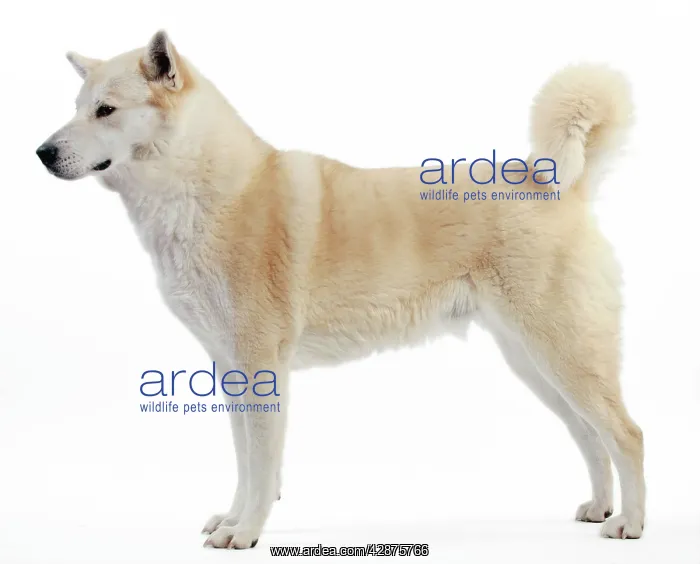  : Canaan Dog