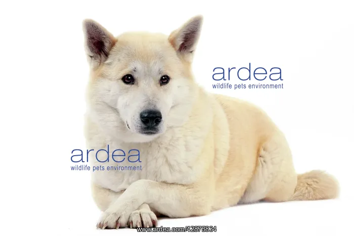  : Canaan Dog