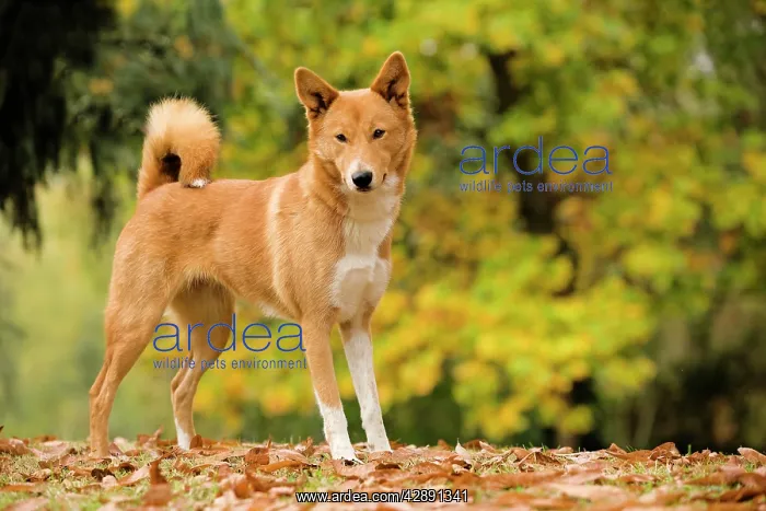  : Canaan dog