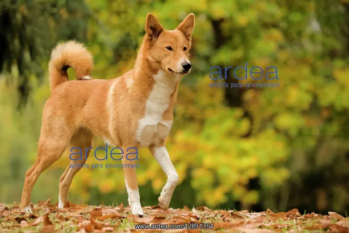  : Canaan dog