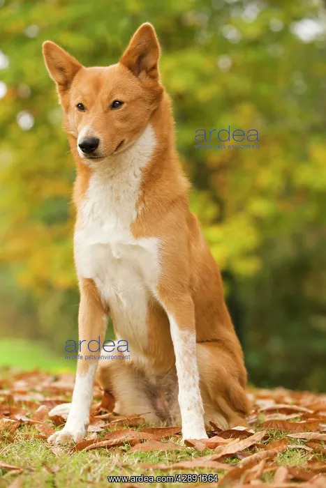  : Canaan dog