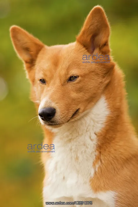  : Canaan dog