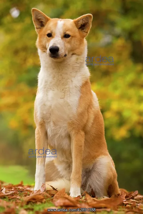  : Canaan dog