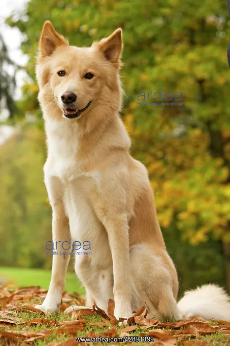  : Canaan dog