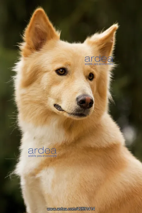  : Canaan dog