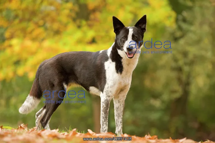  : Canaan dog