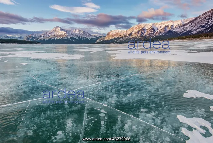 : Canada, Alberta, Abraham Lake at first light : Canada, Alberta, Abraham Lake at first light