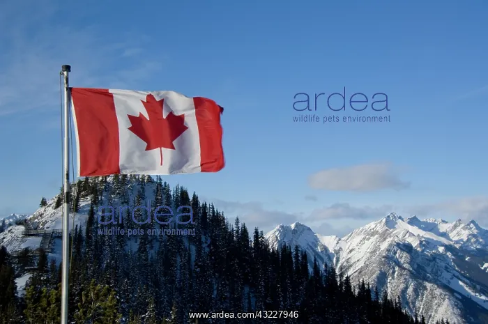 : Canada, Alberta, Banff. Mountain views with : Canada, Alberta, Banff. Mountain views with