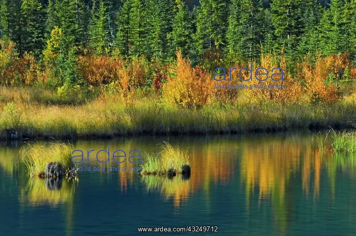 : Canada, Alberta, Banff National Park. Autumn : Canada, Alberta, Banff National Park. Autumn