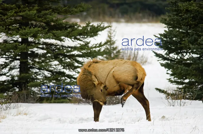 : Canada, Alberta, Banff National Park. Elk : Canada, Alberta, Banff National Park. Elk