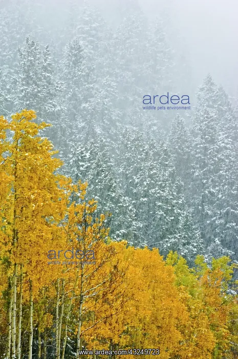 : Canada, Alberta, Banff National Park. Falling : Canada, Alberta, Banff National Park. Falling
