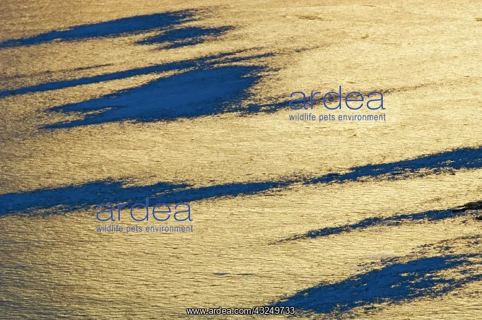 : Canada, Alberta, Banff National Park. Ice : Canada, Alberta, Banff National Park. Ice
