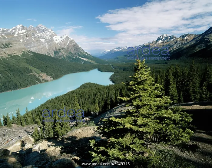 : Canada, Alberta, Banff National Park, Peyto : Canada, Alberta, Banff National Park, Peyto