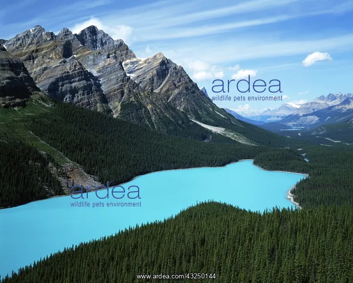 : Canada, Alberta, Banff National Park, Peyto : Canada, Alberta, Banff National Park, Peyto
