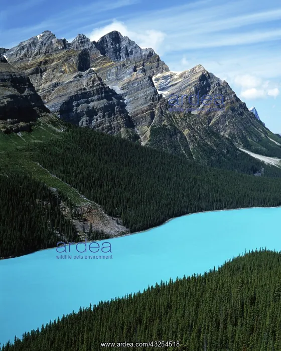 : Canada, Alberta, Banff National Park, Peyto : Canada, Alberta, Banff National Park, Peyto