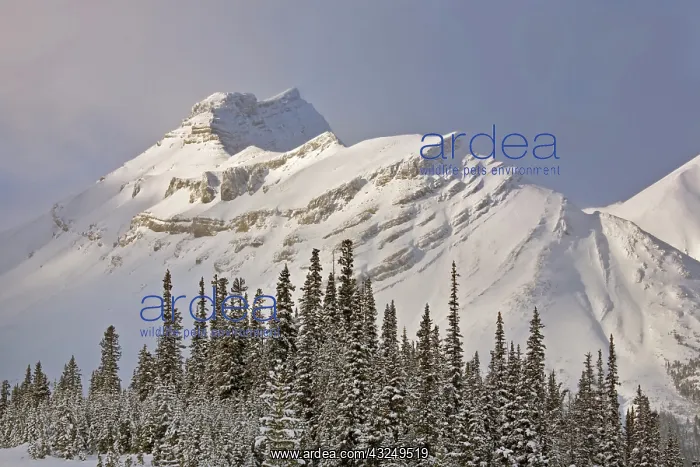 : Canada, Alberta, Banff National Park. Summit : Canada, Alberta, Banff National Park. Summit