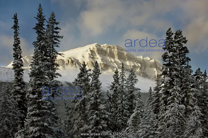 : Canada, Alberta, Banff National Park. Sunshine