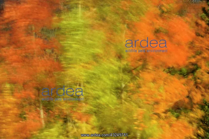 : Canada, Alberta, Banff National Park. Wind-blown : Canada, Alberta, Banff National Park. Wind-blown