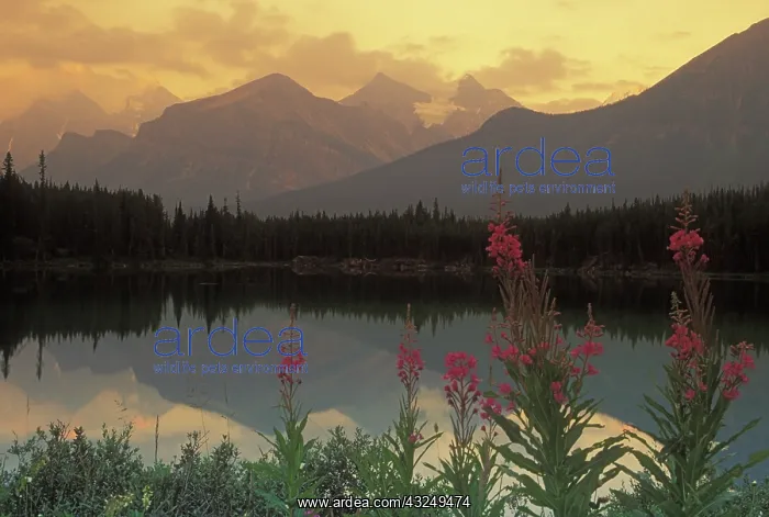 : Canada, Alberta, Banff. Sunrise scenic of : Canada, Alberta, Banff. Sunrise scenic of