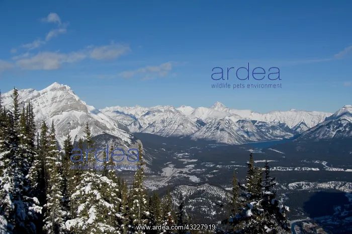 : Canada, Alberta, Banff. Views of the Bow : Canada, Alberta, Banff. Views of the Bow