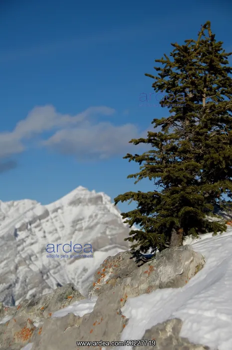: Canada, Alberta, Banff. Views from the summit : Canada, Alberta, Banff. Views from the summit