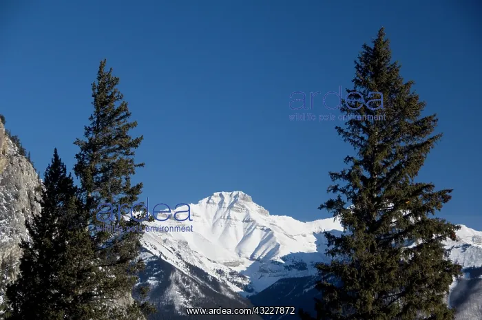 : Canada, Alberta, Banff. Views from the summit : Canada, Alberta, Banff. Views from the summit
