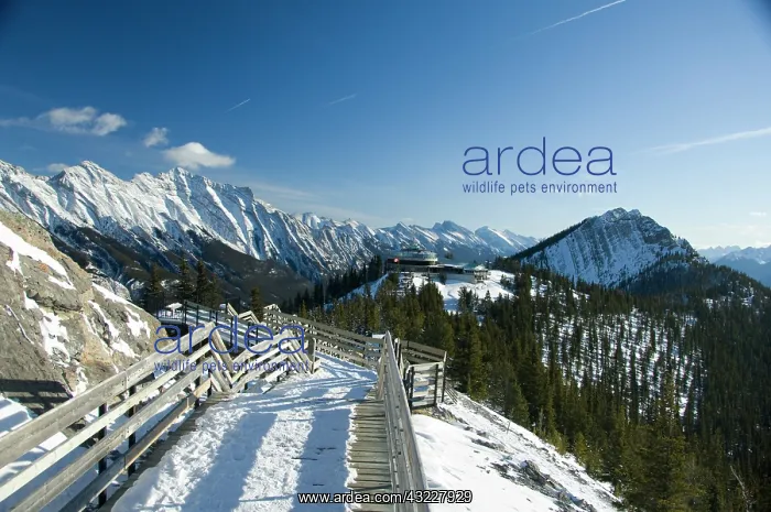 : Canada, Alberta, Banff. Views from the summit : Canada, Alberta, Banff. Views from the summit