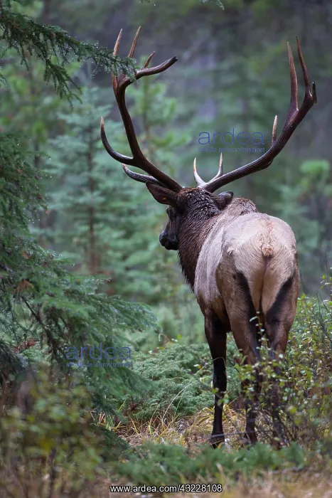 : Canada, Alberta. Bull Rocky Mountain Elk : Canada, Alberta. Bull Rocky Mountain Elk