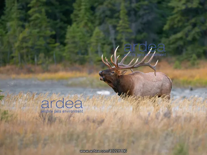 : Canada, Alberta. Bull Rocky Mountain Elk : Canada, Alberta. Bull Rocky Mountain Elk