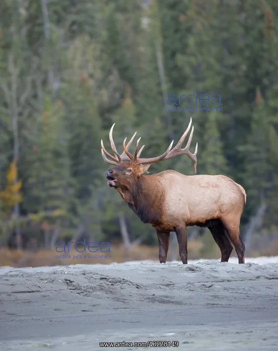 : Canada, Alberta. Bull Rocky Mountain Elk : Canada, Alberta. Bull Rocky Mountain Elk