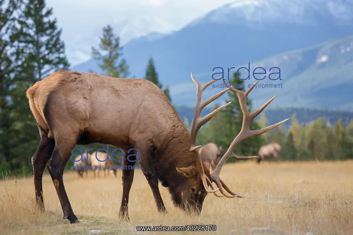 : Canada, Alberta. Bull Rocky Mountain Elk : Canada, Alberta. Bull Rocky Mountain Elk