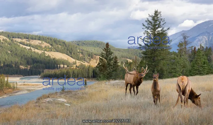 : Canada, Alberta. Bull Rocky Mountain Elk : Canada, Alberta. Bull Rocky Mountain Elk