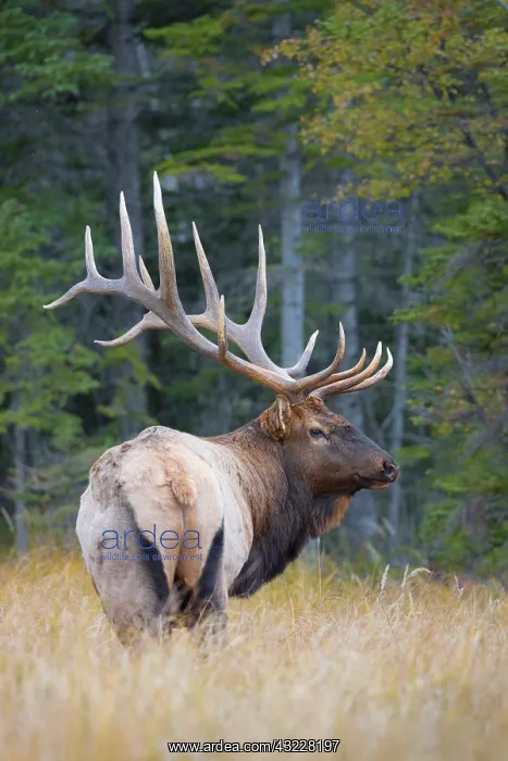 : Canada, Alberta. Bull Rocky Mountain Elk : Canada, Alberta. Bull Rocky Mountain Elk