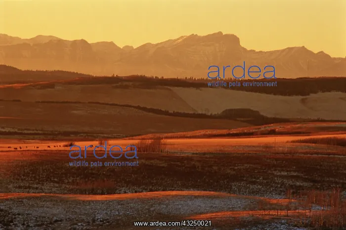 : Canada, Alberta, Cochrane. Foothills and : Canada, Alberta, Cochrane. Foothills and