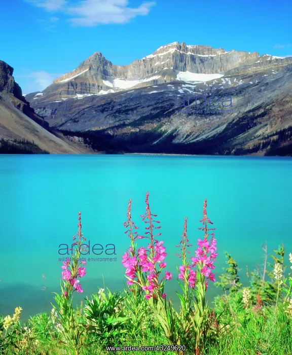 : Canada, Alberta, Fireweed Wildflowers in : Canada, Alberta, Fireweed Wildflowers in