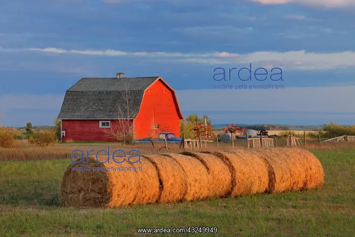 : Canada, Alberta, Grande Prairie. Red barn : Canada, Alberta, Grande Prairie. Red barn