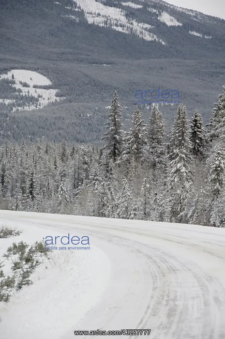 : Canada, Alberta, Icefields Parkway. Jasper : Canada, Alberta, Icefields Parkway. Jasper