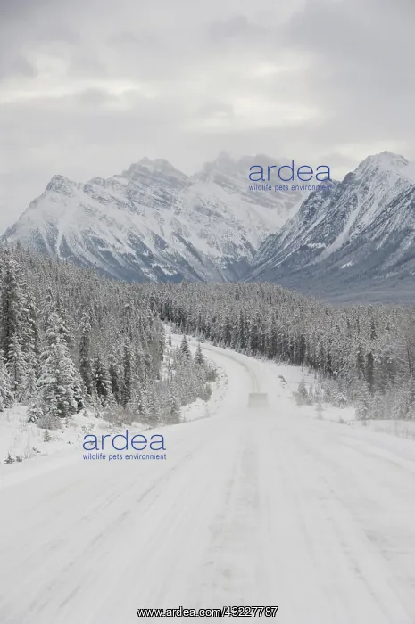 : Canada, Alberta, Icefields Parkway. Jasper : Canada, Alberta, Icefields Parkway. Jasper