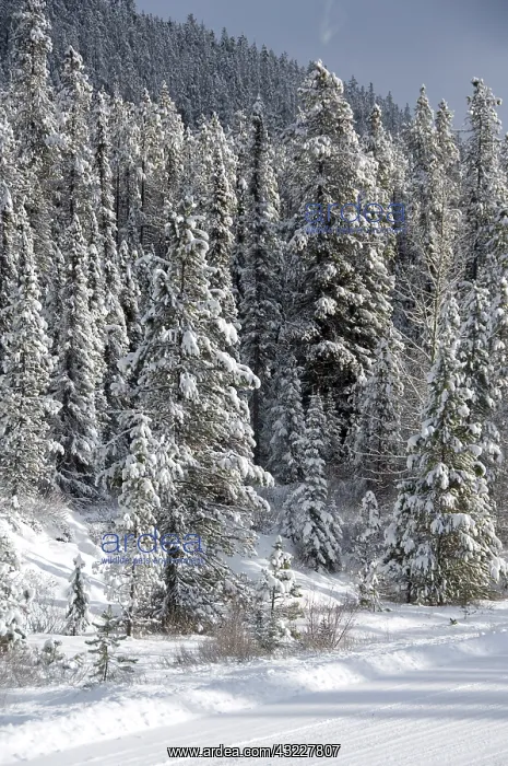 : Canada, Alberta, Icefields Parkway. Jasper : Canada, Alberta, Icefields Parkway. Jasper