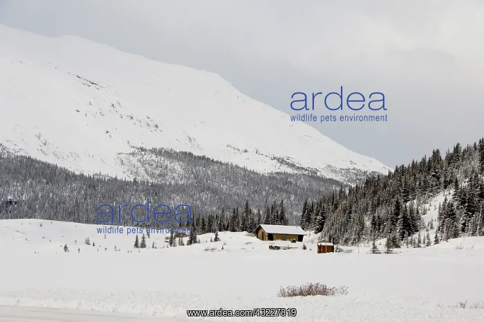 : Canada, Alberta, Icefields Parkway. Jasper : Canada, Alberta, Icefields Parkway. Jasper