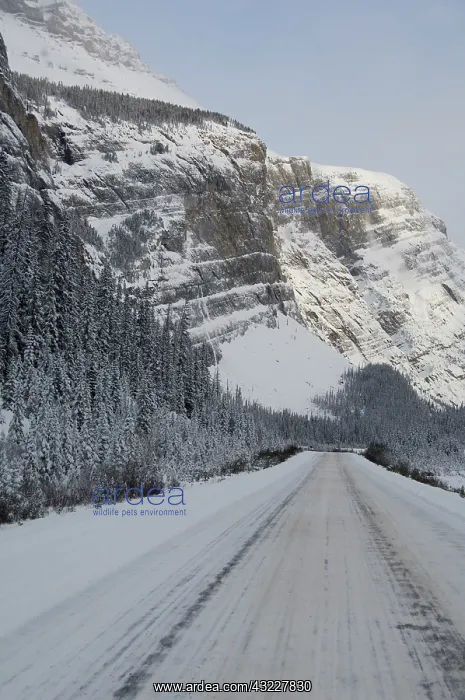 : Canada, Alberta, Icefields Parkway. Jasper : Canada, Alberta, Icefields Parkway. Jasper