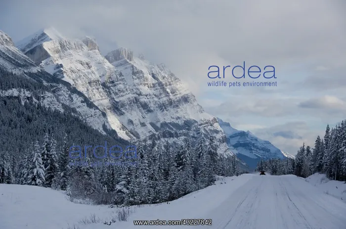 : Canada, Alberta, Icefields Parkway. Jasper : Canada, Alberta, Icefields Parkway. Jasper