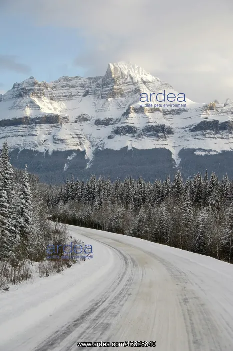 : Canada, Alberta, Icefields Parkway. Jasper : Canada, Alberta, Icefields Parkway. Jasper