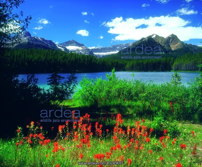 : Canada, Alberta, Indian Paintbrush Wildflowers : Canada, Alberta, Indian Paintbrush Wildflowers