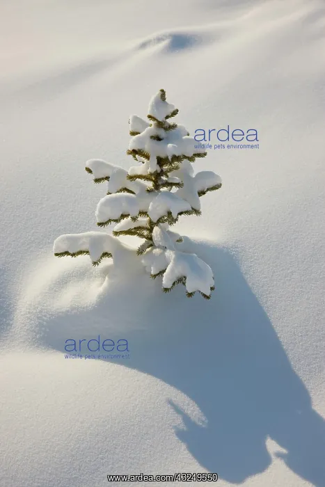 : Canada, Alberta, Jasper National Park. A : Canada, Alberta, Jasper National Park. A