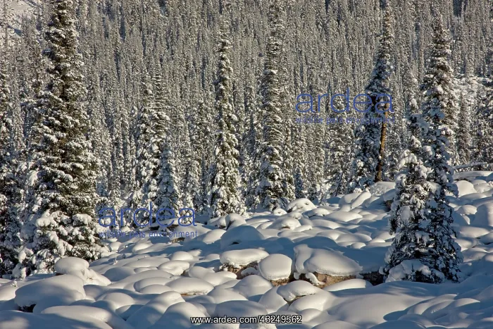 : Canada, Alberta, Jasper National Park. Snow-covered : Canada, Alberta, Jasper National Park. Snow-covered