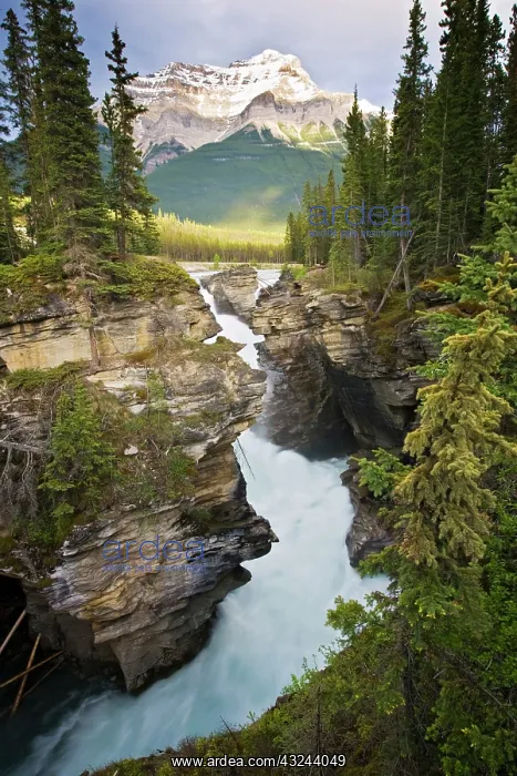 : Canada, Alberta, Jasper National Park, Athabasca : Canada, Alberta, Jasper National Park, Athabasca