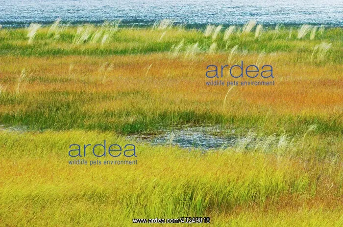 : Canada, Alberta, Jasper National Park. Grasses