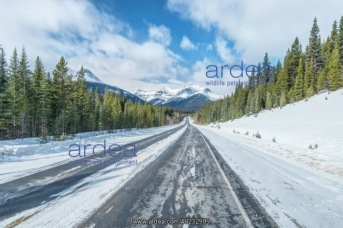 : Canada, Alberta, Jasper National Park, Icefields : Canada, Alberta, Jasper National Park, Icefields