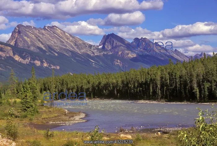 : Canada, Alberta, Jasper National Park. Large : Canada, Alberta, Jasper National Park. Large